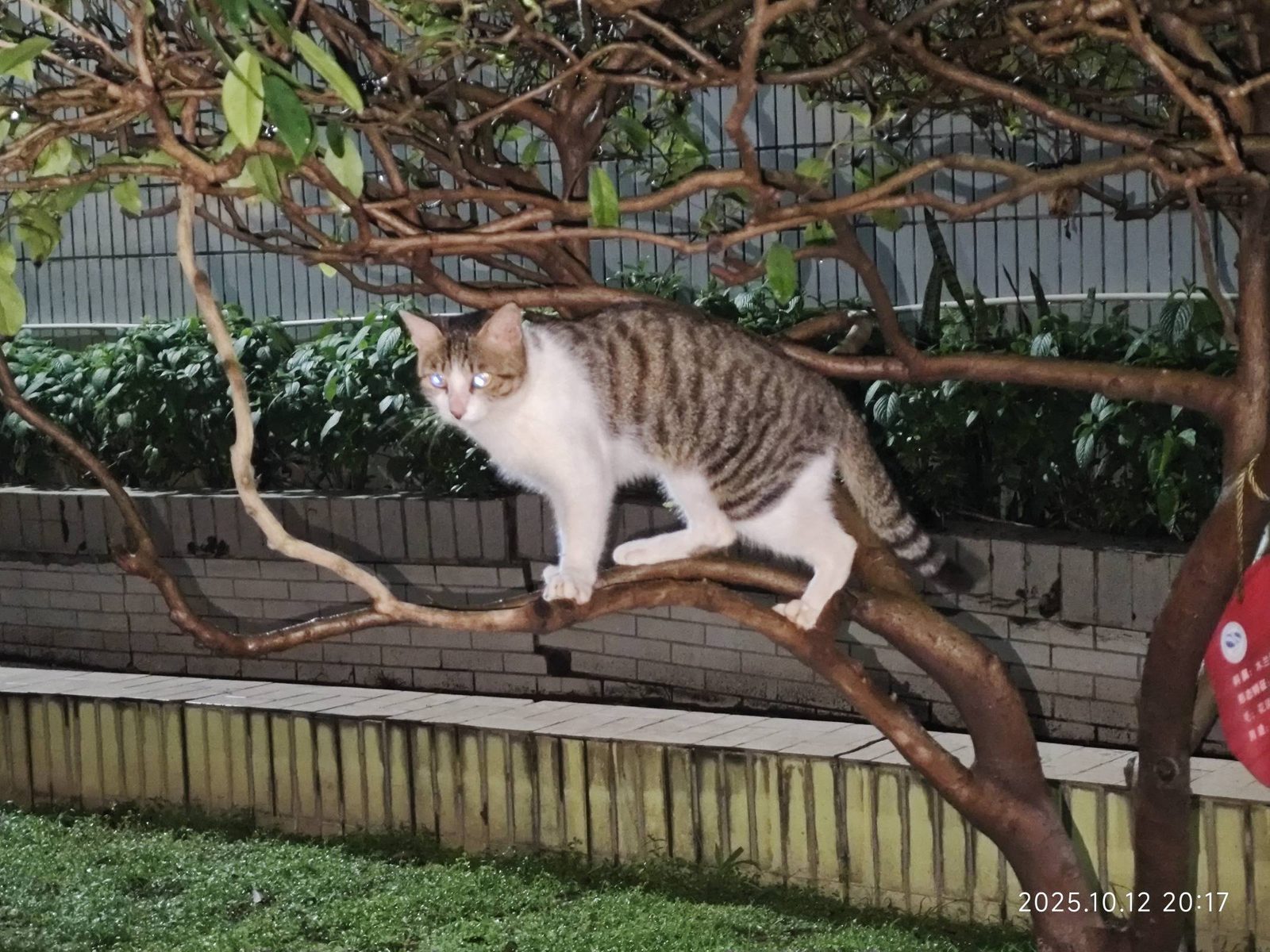 树枝上的猫